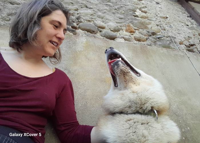 Jerk - Husky de Sibérie