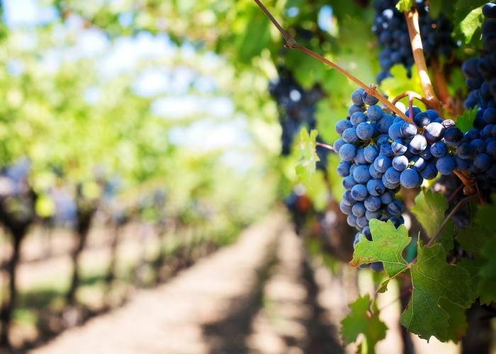 Vignobles
