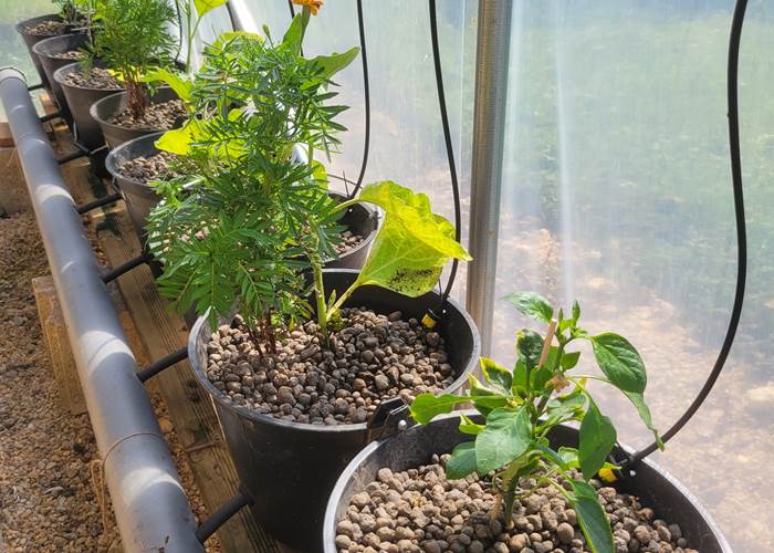 Mes seaux hollandais