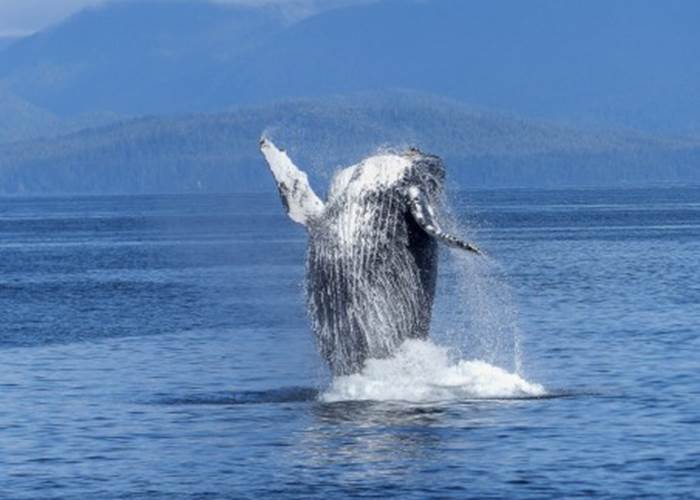 croisière aux baleines