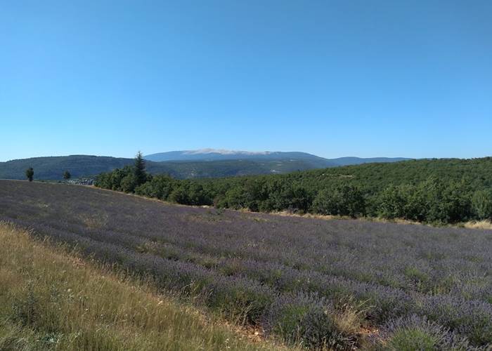 La lavande en fleurs en juillet