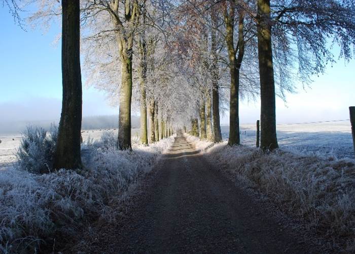 La route "Madame" bordée de hêtres rouges et verts en alternance
