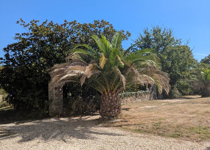 PALMIER DES Canaries ,Domaine de launay blot
