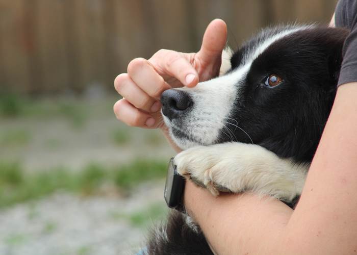 Troïka - Laïka de Iakoutie