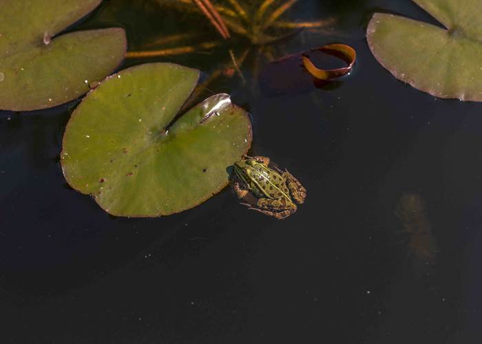 Hôte du bassin-page