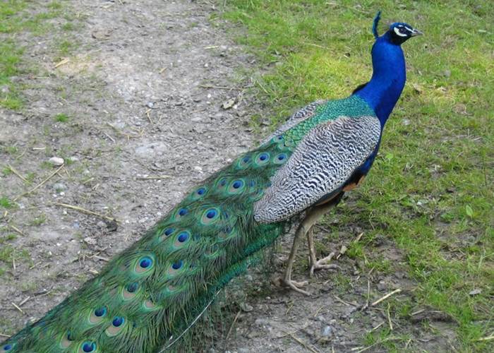 Château de Behen Paon