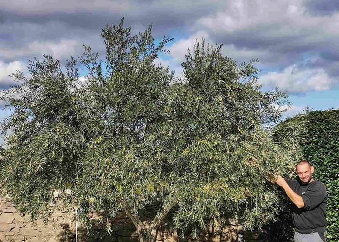 Le Coq du Nord - Mailhac récolte ses olives