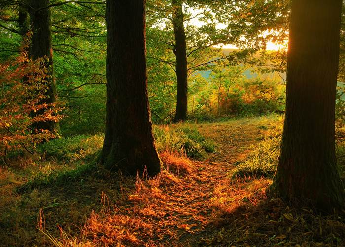 Forêt ardennaise