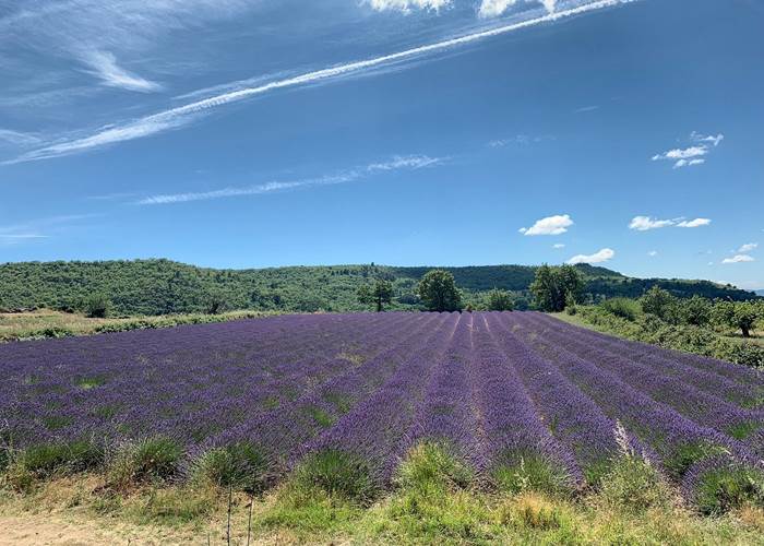 Champs de lavande