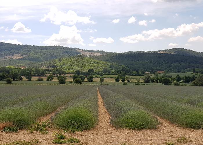 Champs_de_lavande_à-Villars_en_debut_de_saison