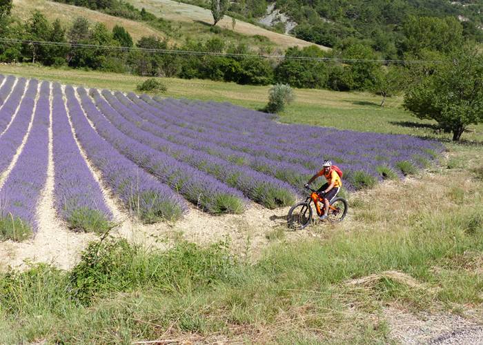 Auberge de 30 pas vélo et lavandes