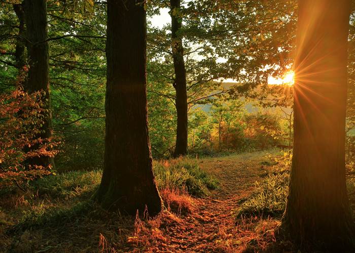 Forêt ardennaise