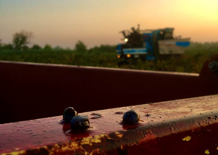 vendanges de nuit pour conserver les arômes