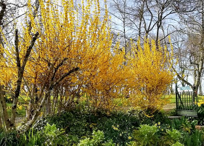 Les forsythias