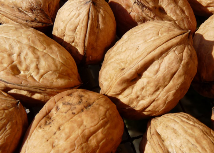 Noix Franquette bio du verger INYAQAB Dordogne Périgord