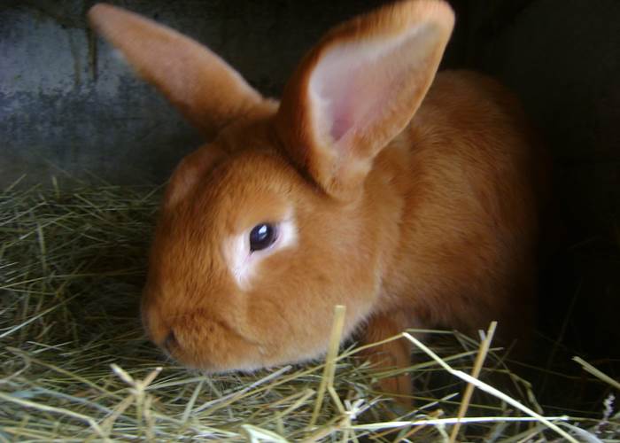 le lapin Rouki
