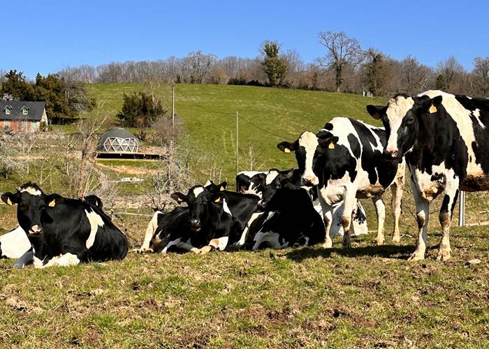 Nos vaches laitières