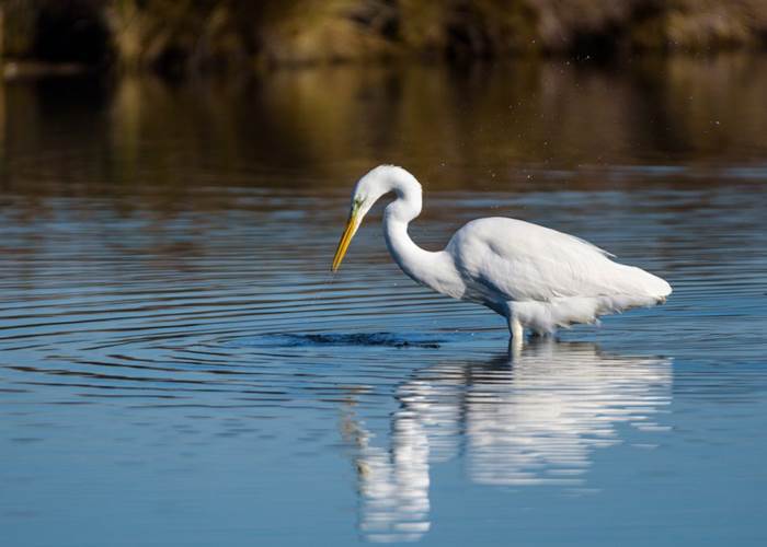 Une Grande Aigrette dans une réserve protégée des Landes