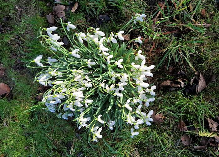perce-neige