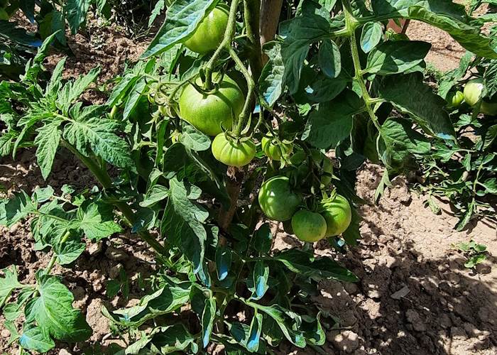 Ça pousse au potager du Le Coq du Nord -Mailhac