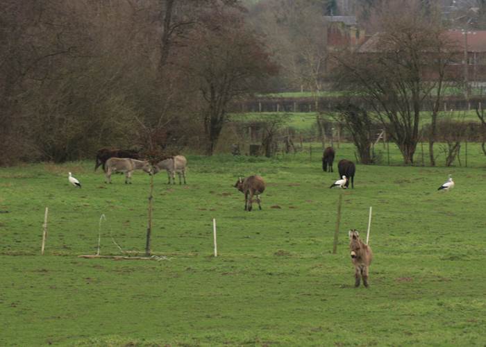 Anes et cigognes dans le bocage