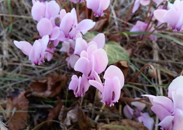 Fleurs de cyclamen
