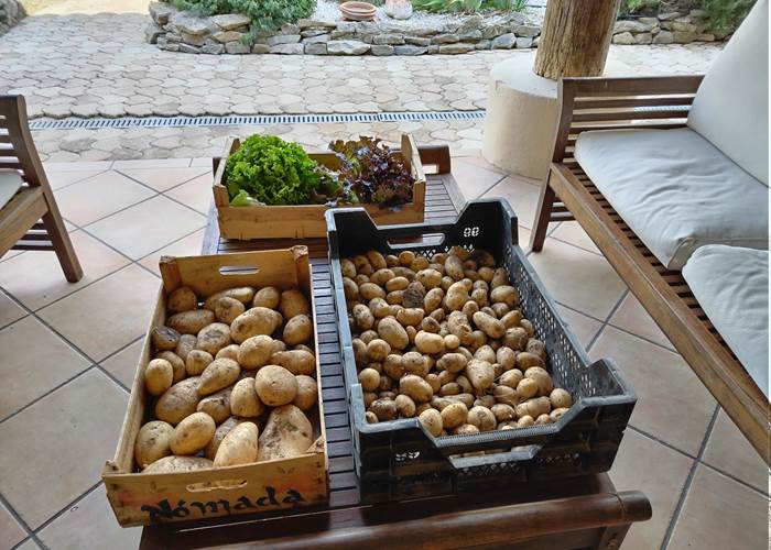 Haa les bons légumes du potager du Le Coq du Nord -Mailhac