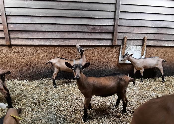 Chèvrerie Combebelle