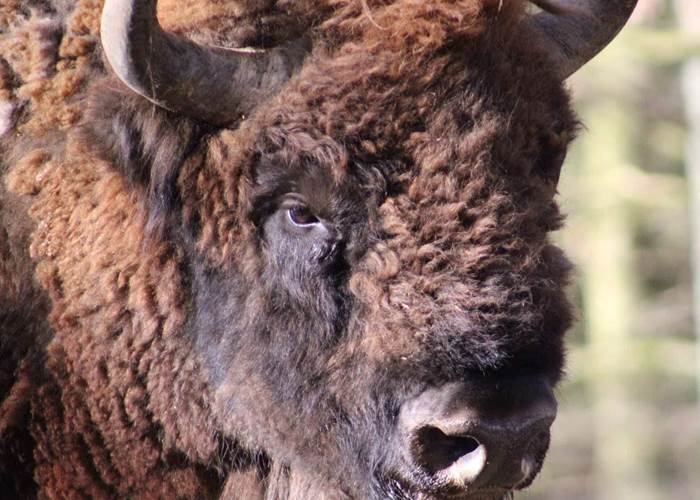 bisons