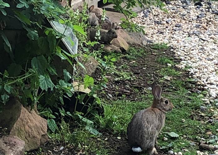 En permaculture, nous profitons des services de la nature : nos lapins sont nos tondeuses !