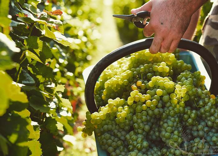 Vendanges en Champagne oenotourisme