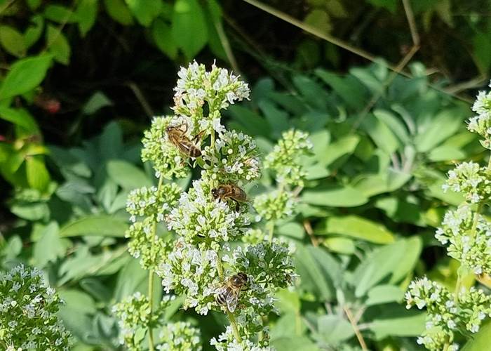 Origan en fleur