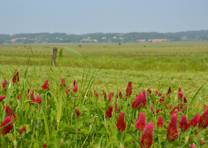 Au bords de Vilaine