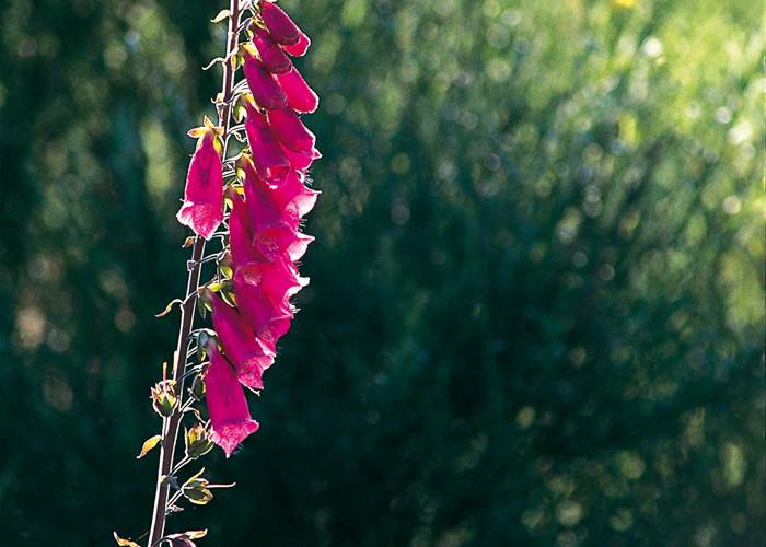 La flore exceptionnelle des gorges : La Digitale