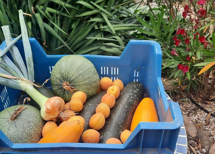 La récolte du potager est bonne pour satisfaire les hôtes de Le Coq du Nord -Mailhac