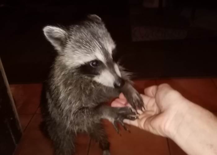 Racoon guadeloupe racoon lodge hotel