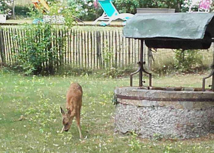 le chevreuil près du puits INYAQAB