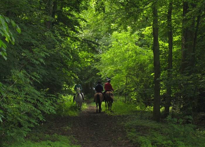 Château de Behen Allée