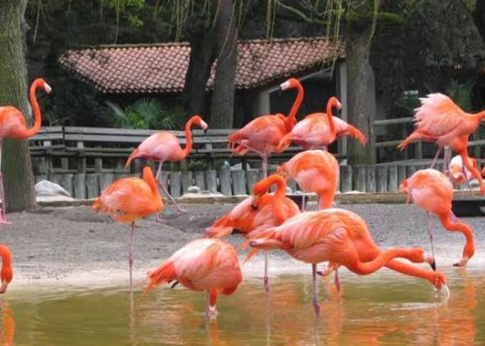 Le zoo de la Palmyre