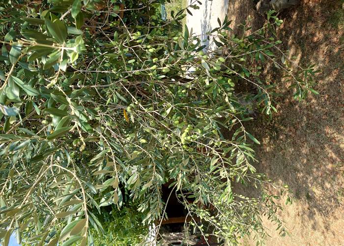 Les olives de chez Cigaleo chambre d'hôtes