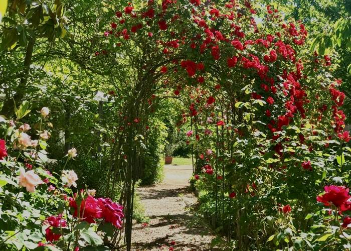Allée de roses