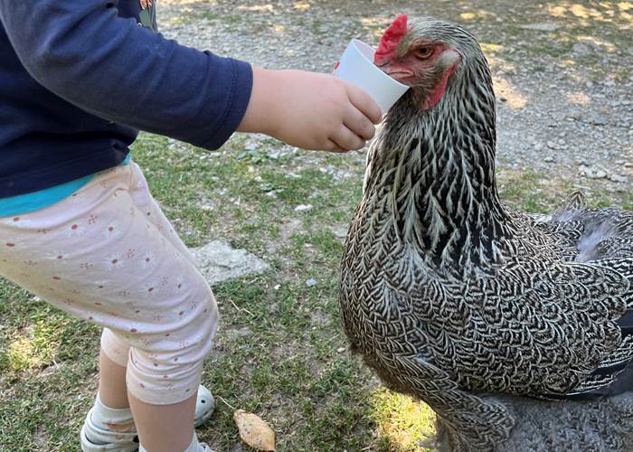 POULES GEANTES