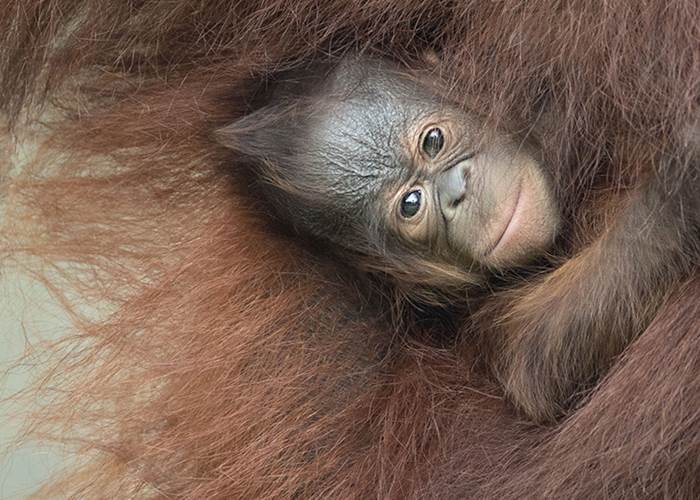 Raja le bébé ourang-outan