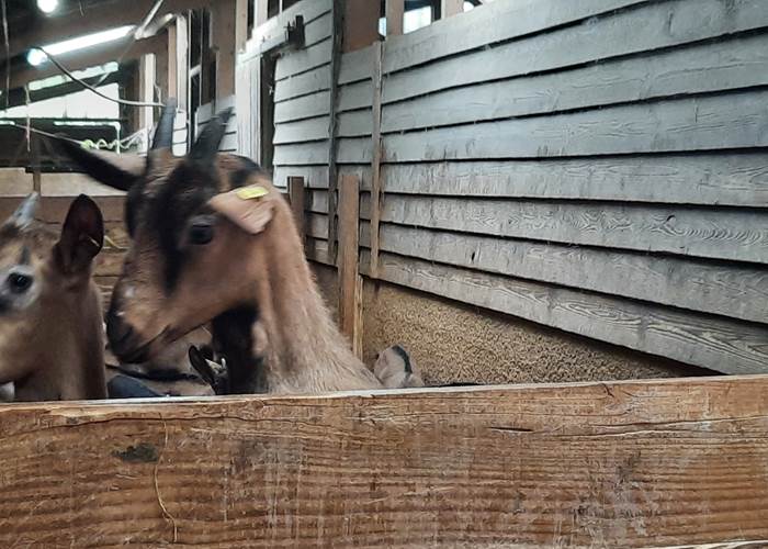 Chèvrerie Combebelle