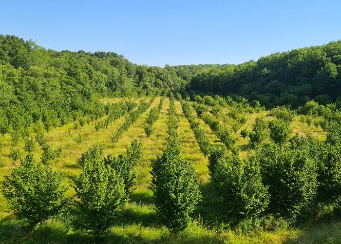 El huerto de avellanos ecológico
