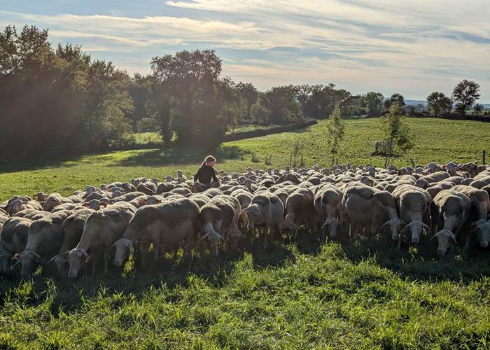 brebis-saisonnee-ferme-traites-matin-producteurs-locaux-centres-aveyron.jpg