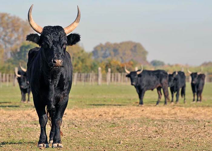taureau-de-camargue