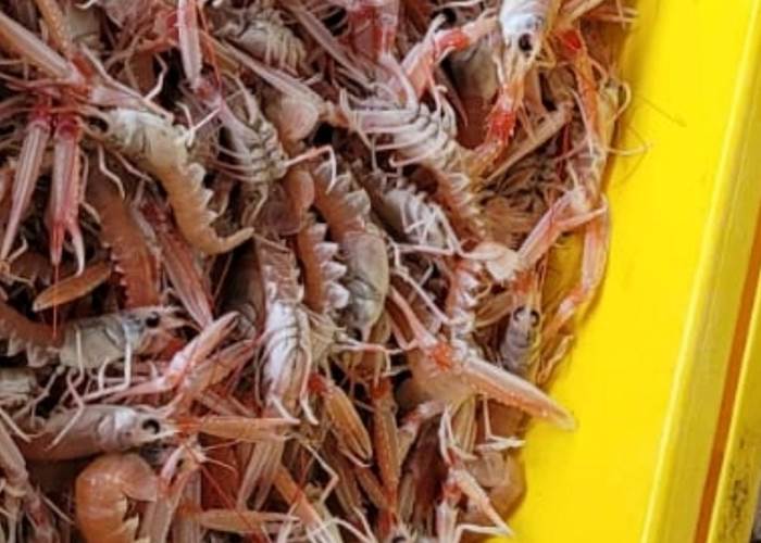 Langoustines vivantes Port du Bélon