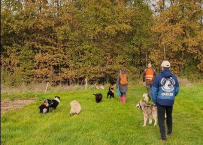 Plusieurs fois par semaine, Véronique emmène maîtres et chiens sur les sentiers du Loir-et-Cher avec Rando Canine.
