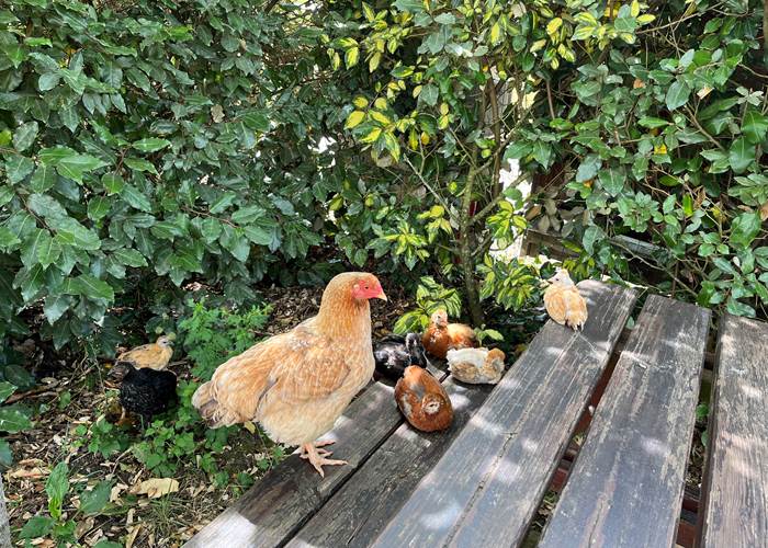 Poule et ses poussins